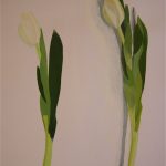 Peinture représentant des tulipes